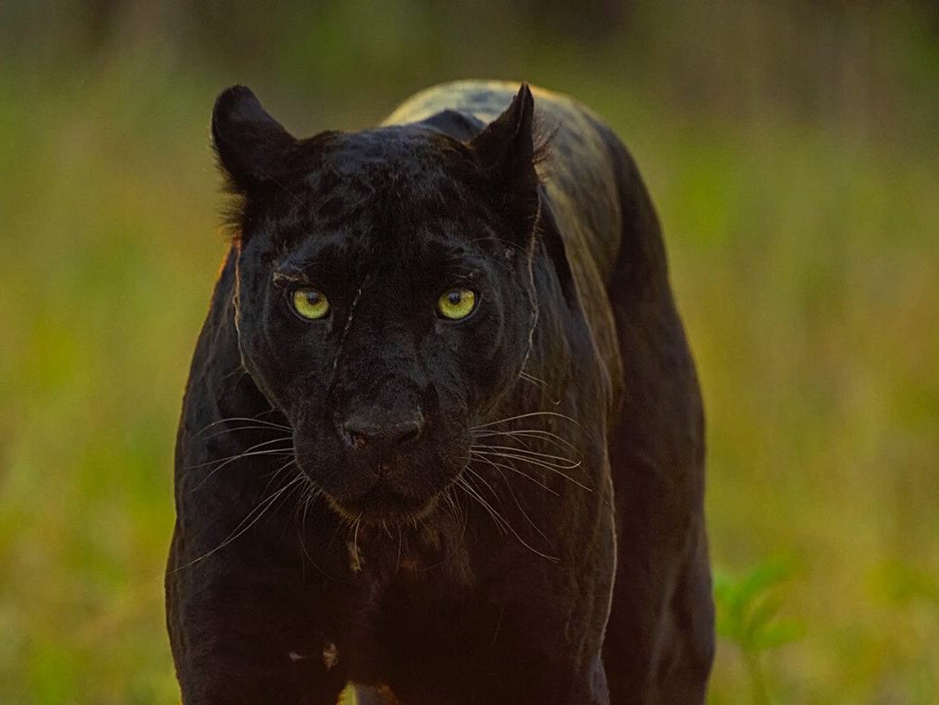 Нат Гео вайлд черная пантера