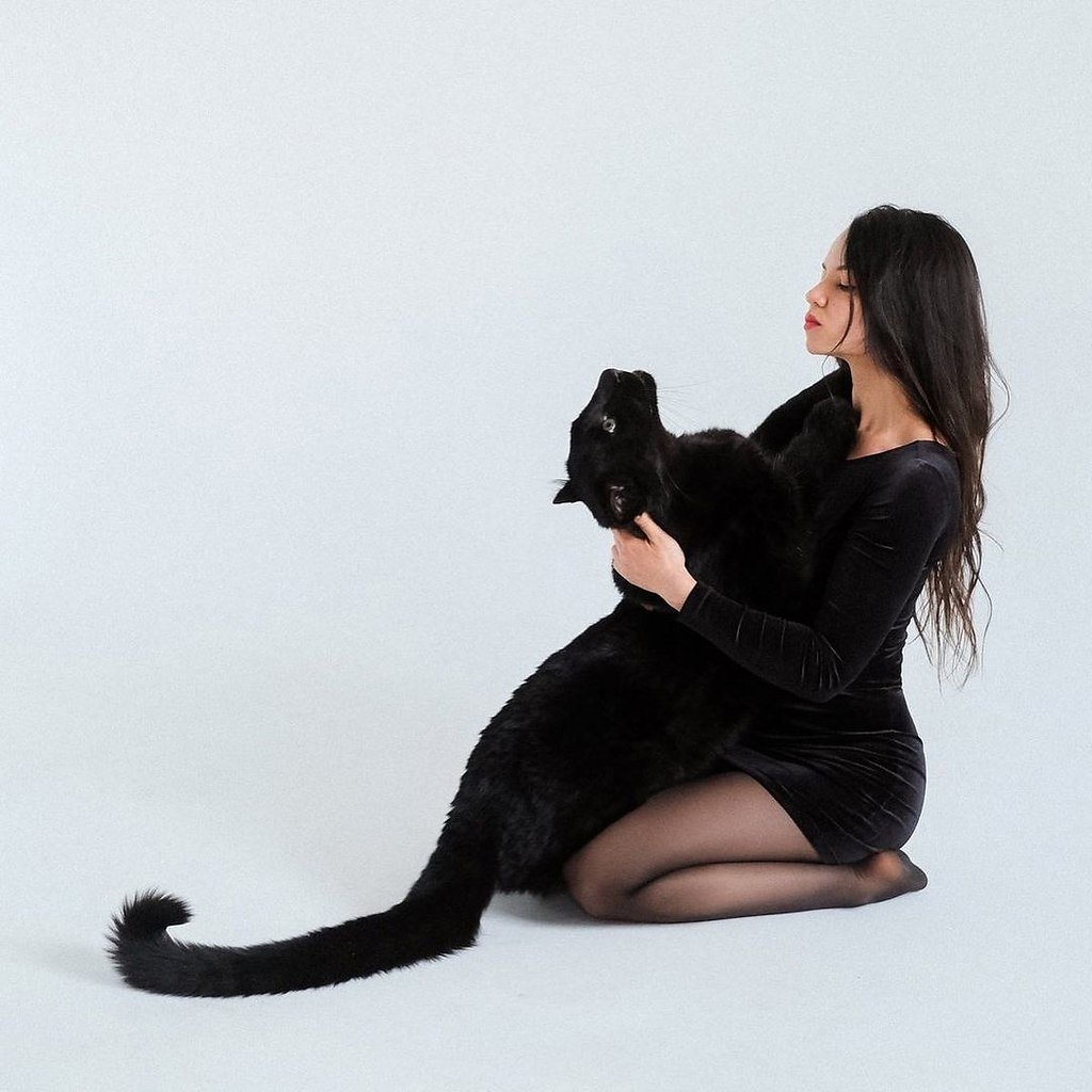 Пума черная и пантера