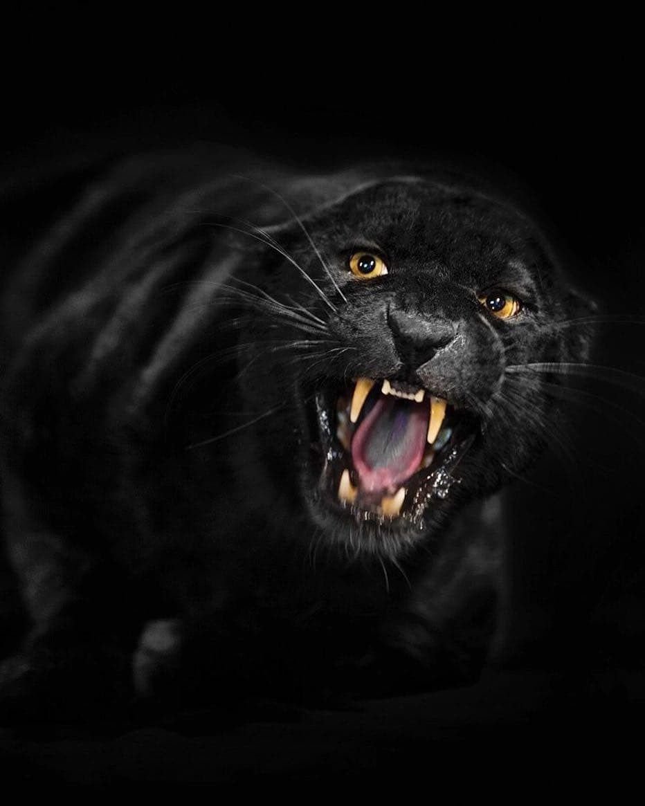 Пантера с детенышем фото