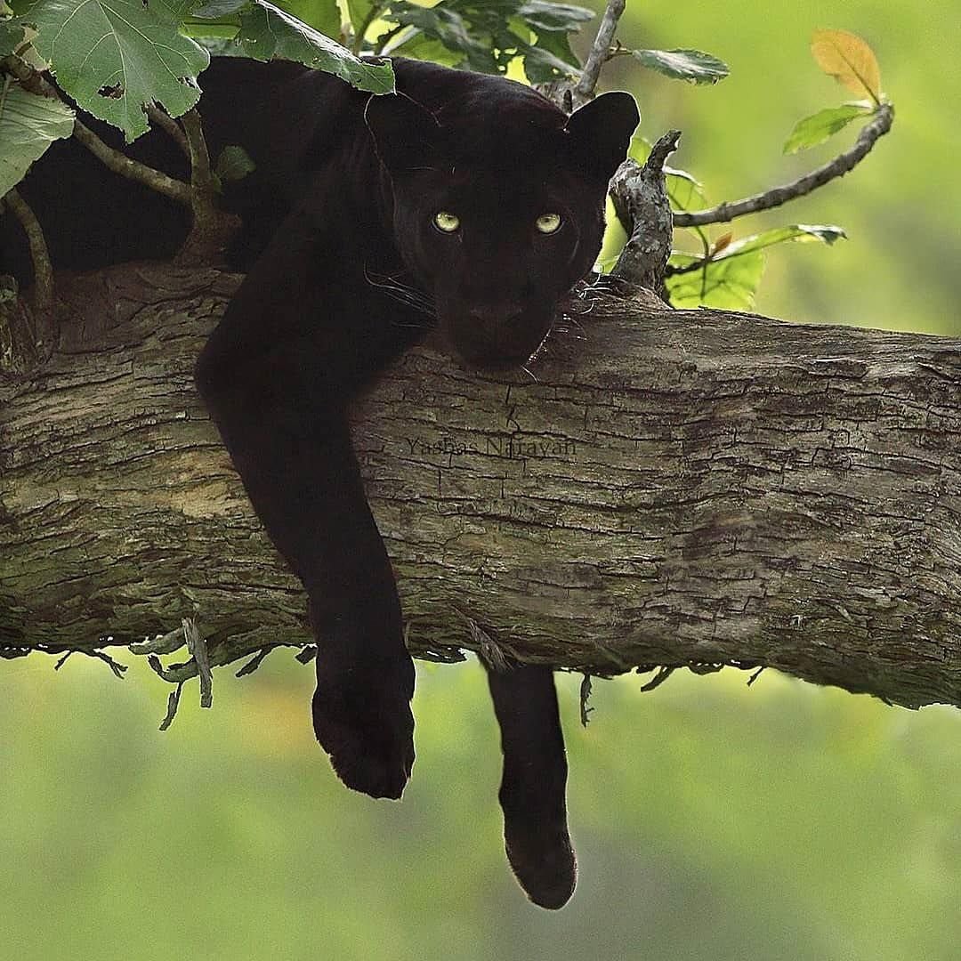 Отражение кота в луже