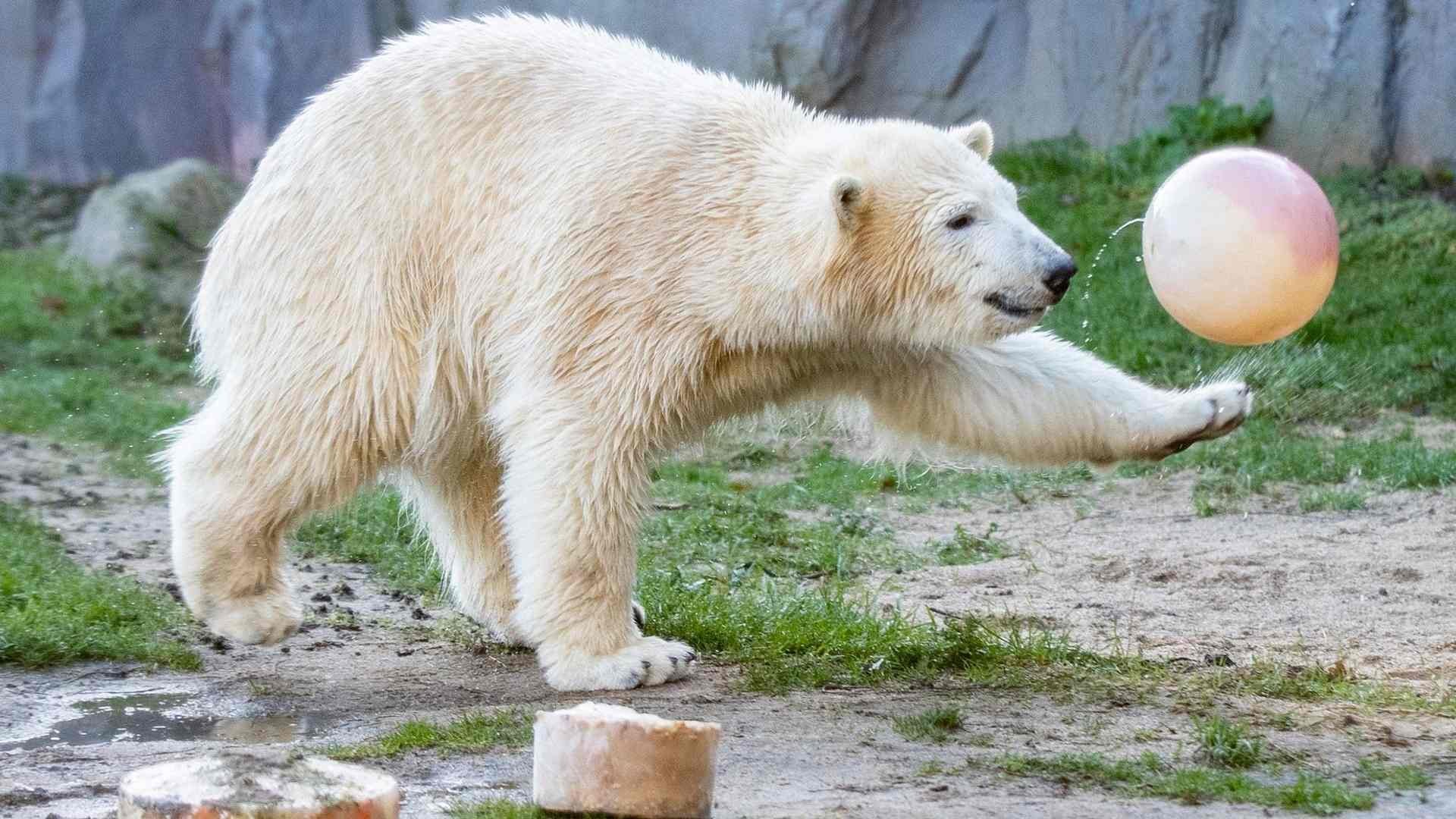 Забавные медведи. Белый медведь. Забавный медведь. Смешной медведь. Радостный белый медведь.