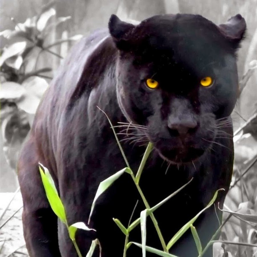 Черная пантера на снегу