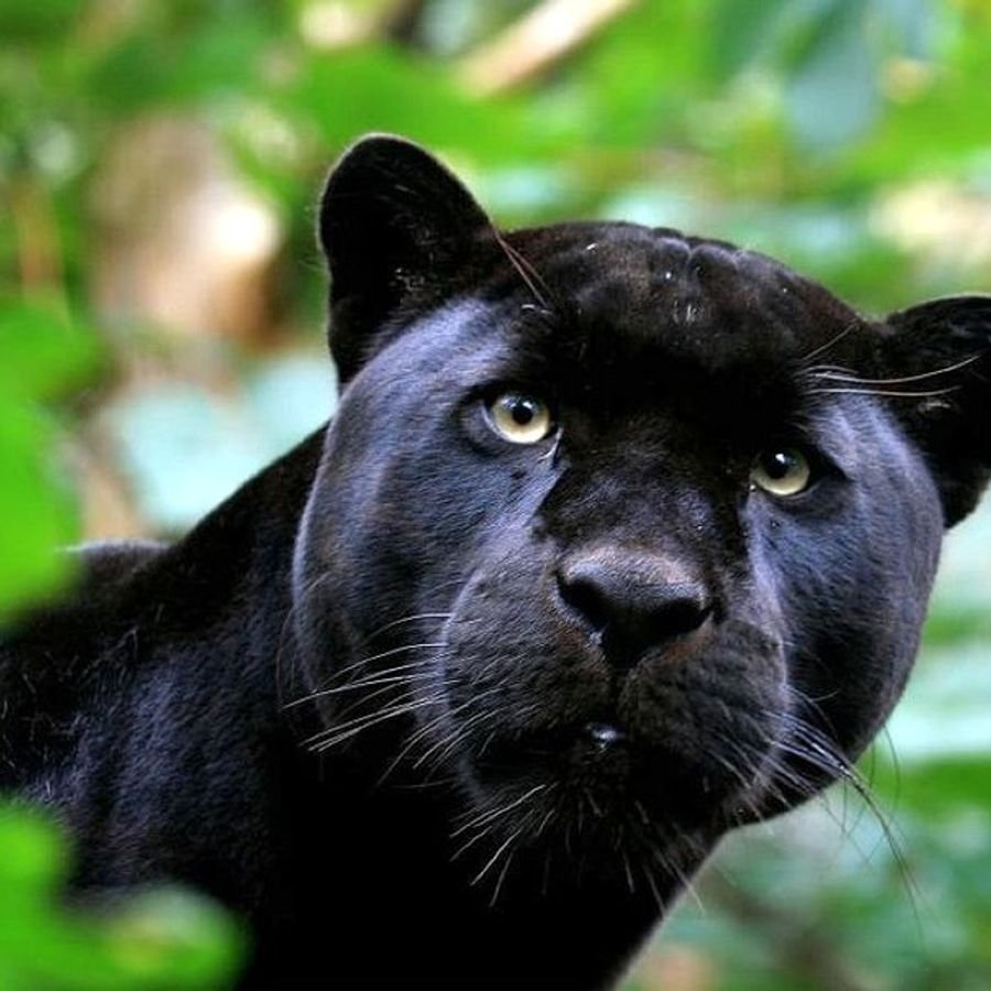 Пума Пума Пума чёрная