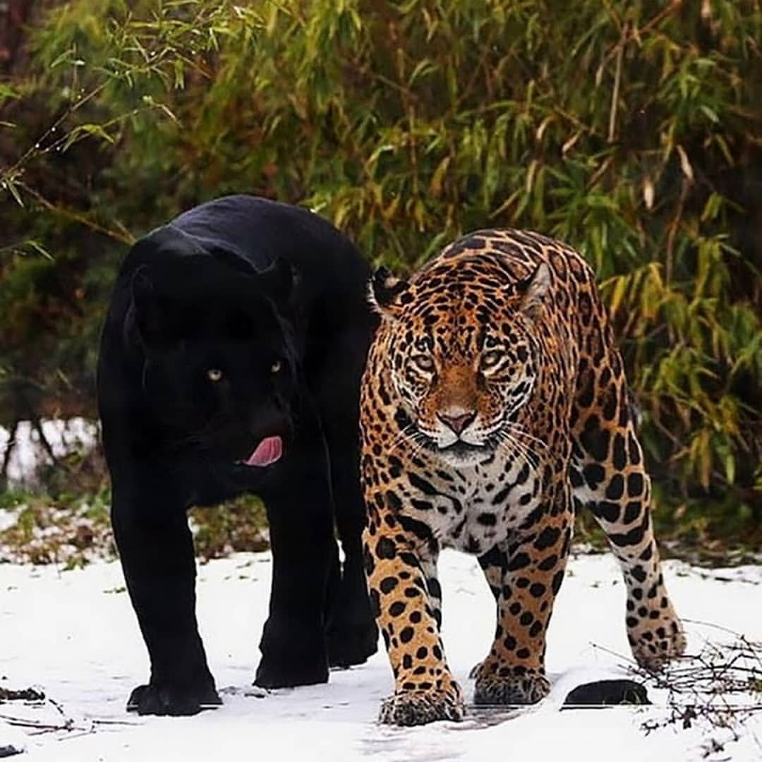 Черный тигр меланист