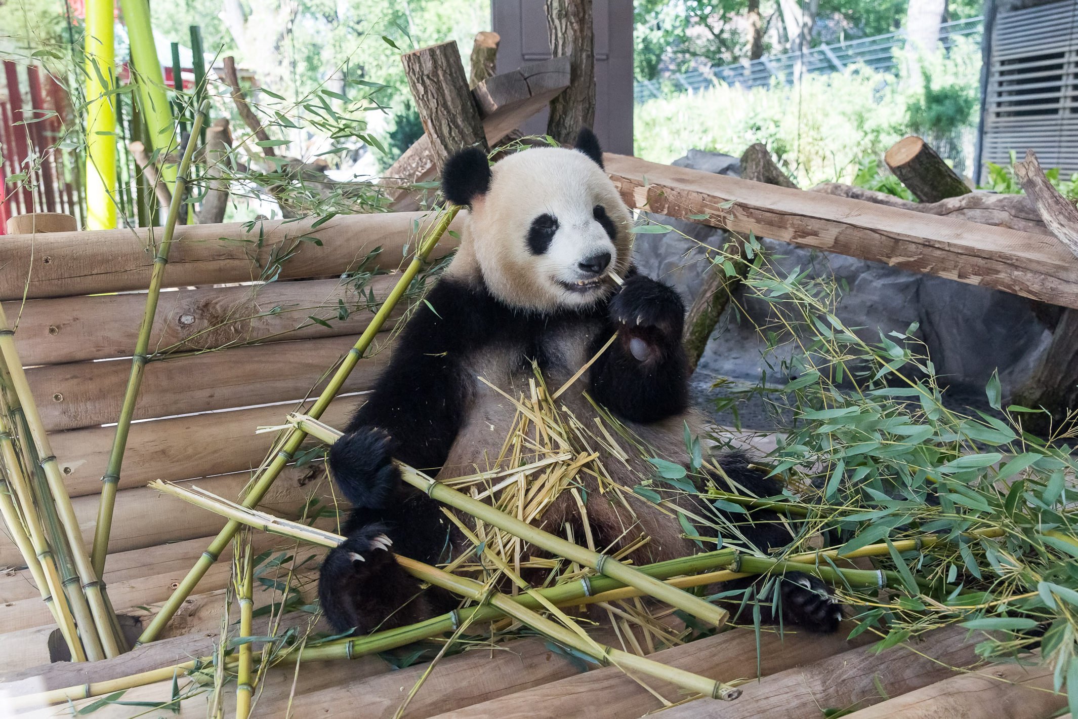 Где панды в московском зоопарке. Чэнду Панда парк. Панда в Московском зоопарке. Большие панды в Московском зоопарке. Большая Панда или бамбуковый медведь.