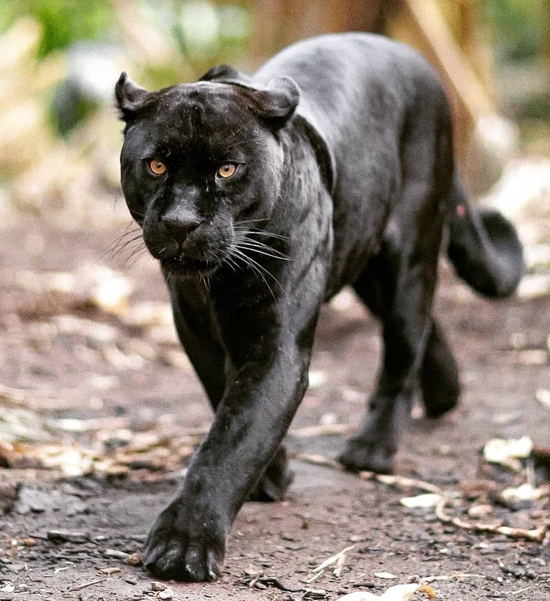 Luna the Pantera Виктория