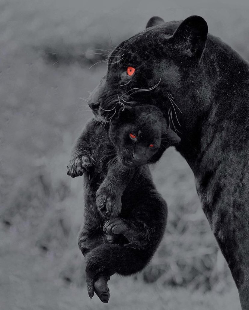 Черный Ягуар Майя