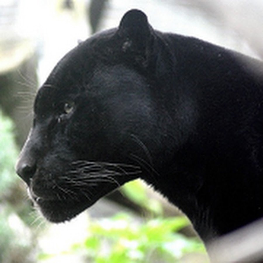 Пума черный Кугуар