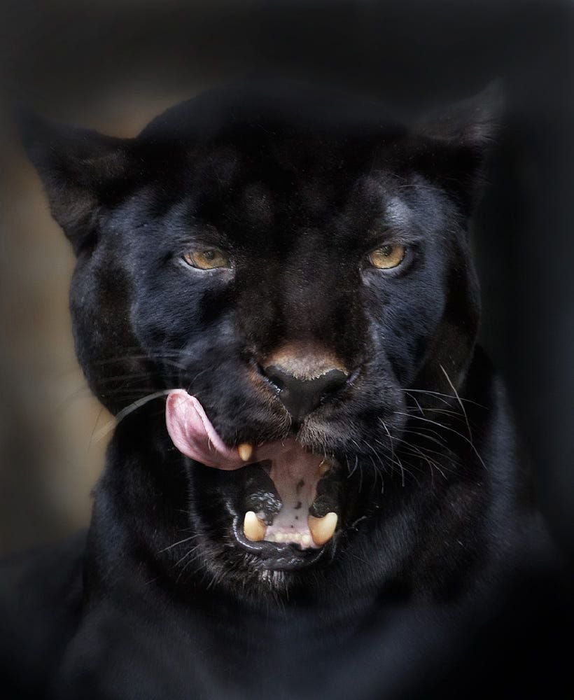 Ягуары львы тигры