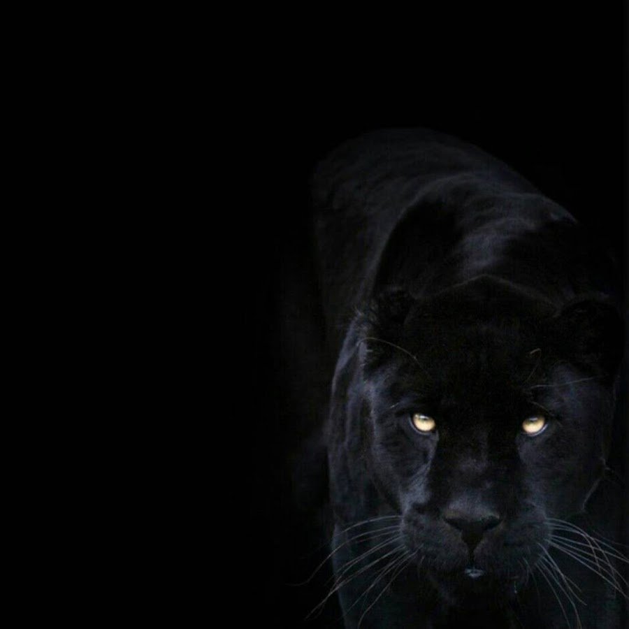 Маленькая пантера