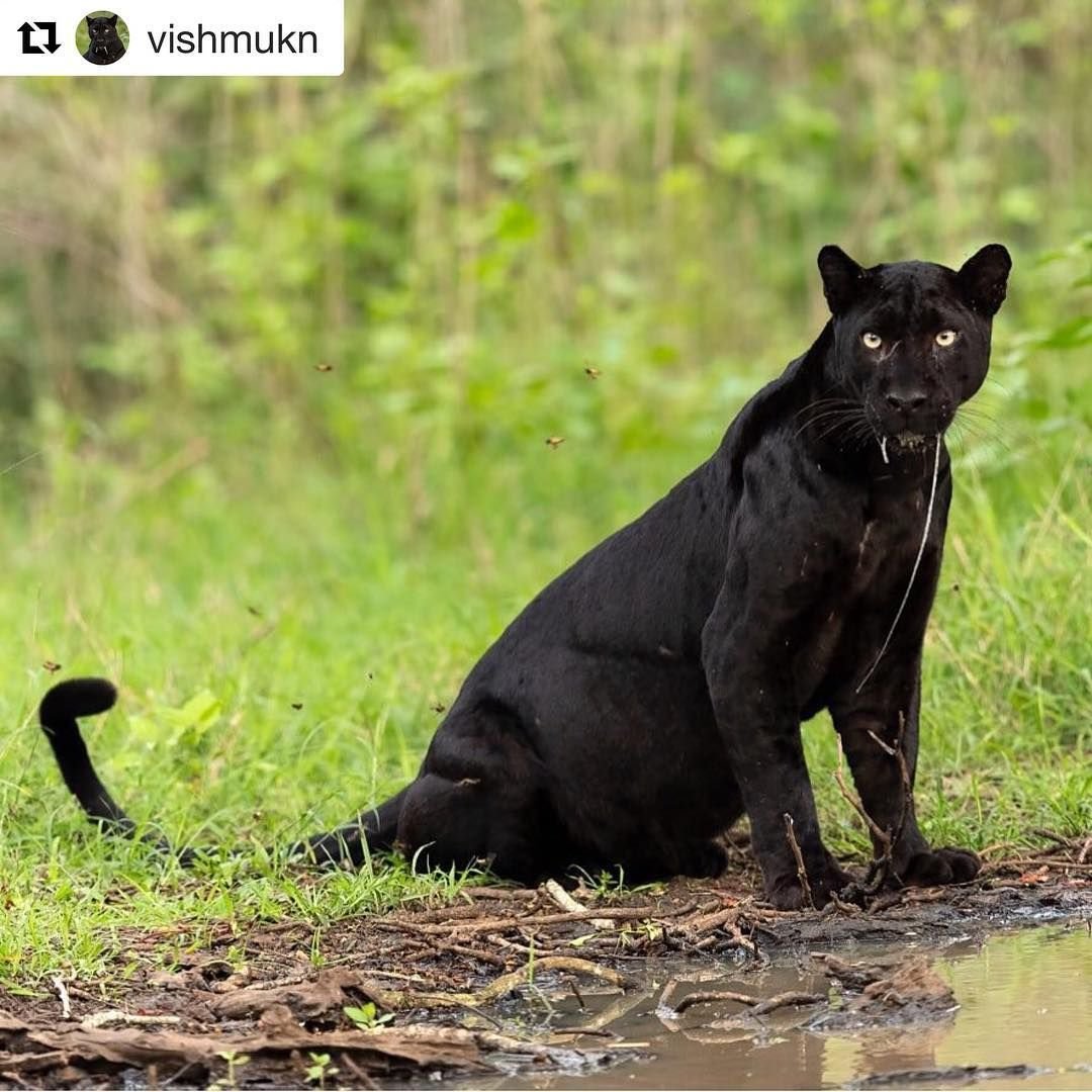 Фото на рабочий стол прикольные популярные с пантерой