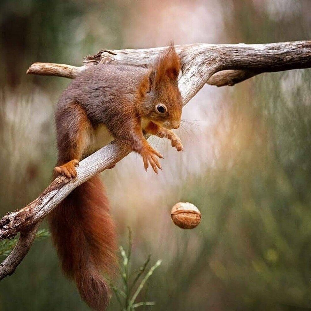 Белочка с орешками