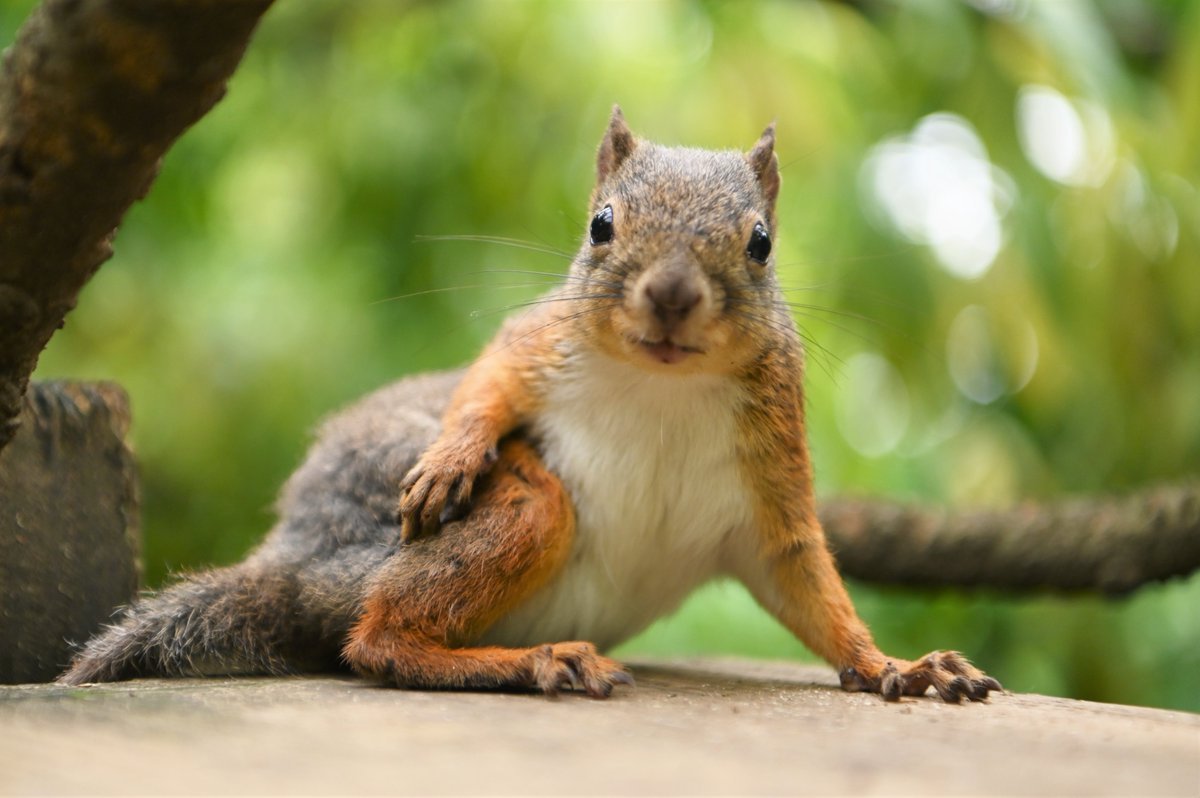 Белка кушает