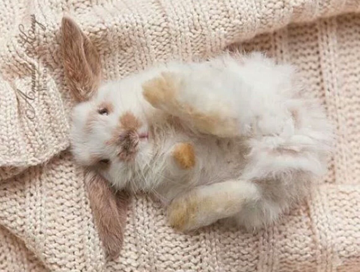 Спящий белый кролик