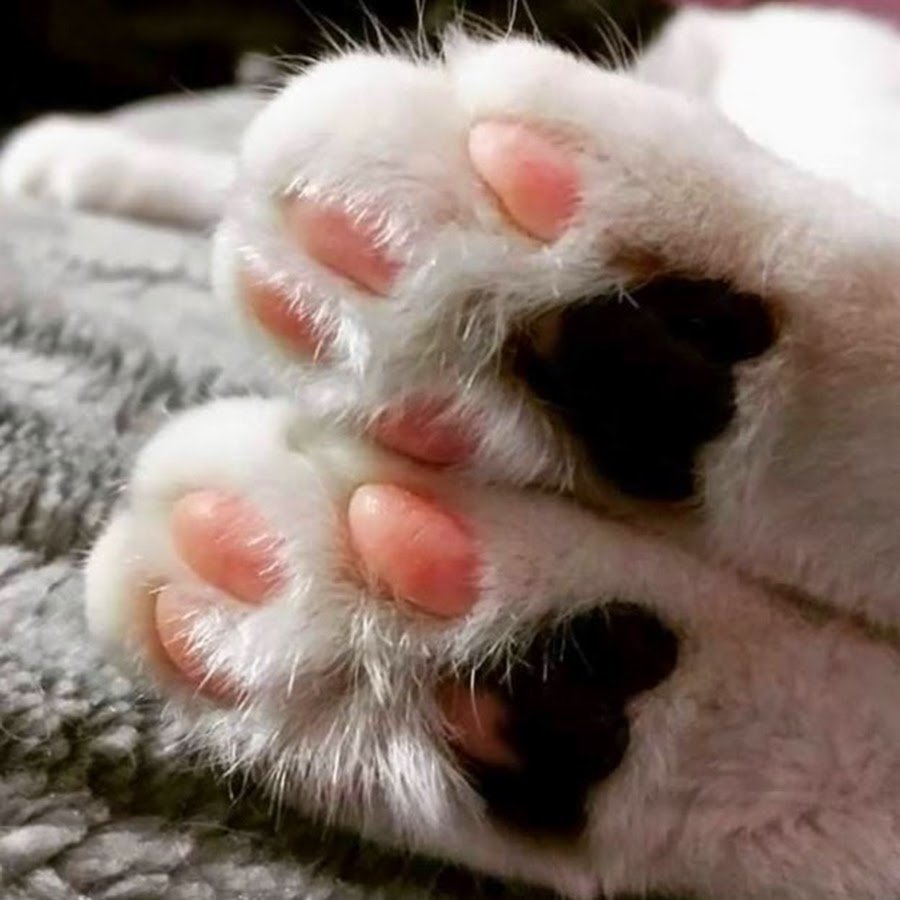 Лапки кошки