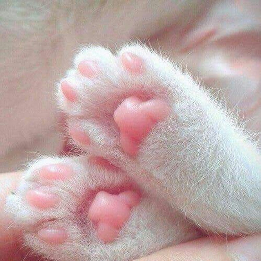 Кошачья лапка