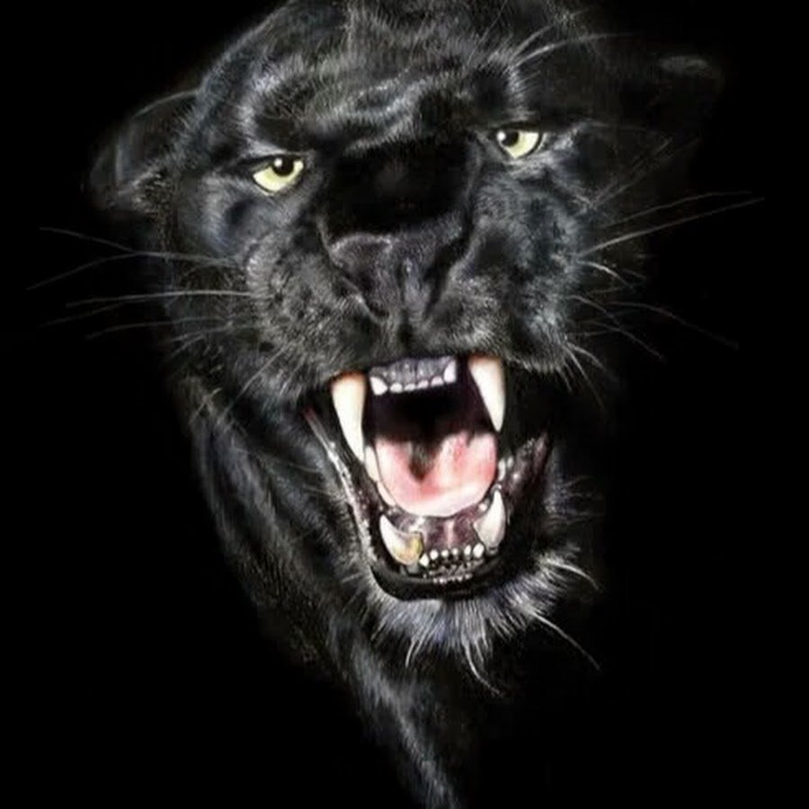 Очень злой Лев