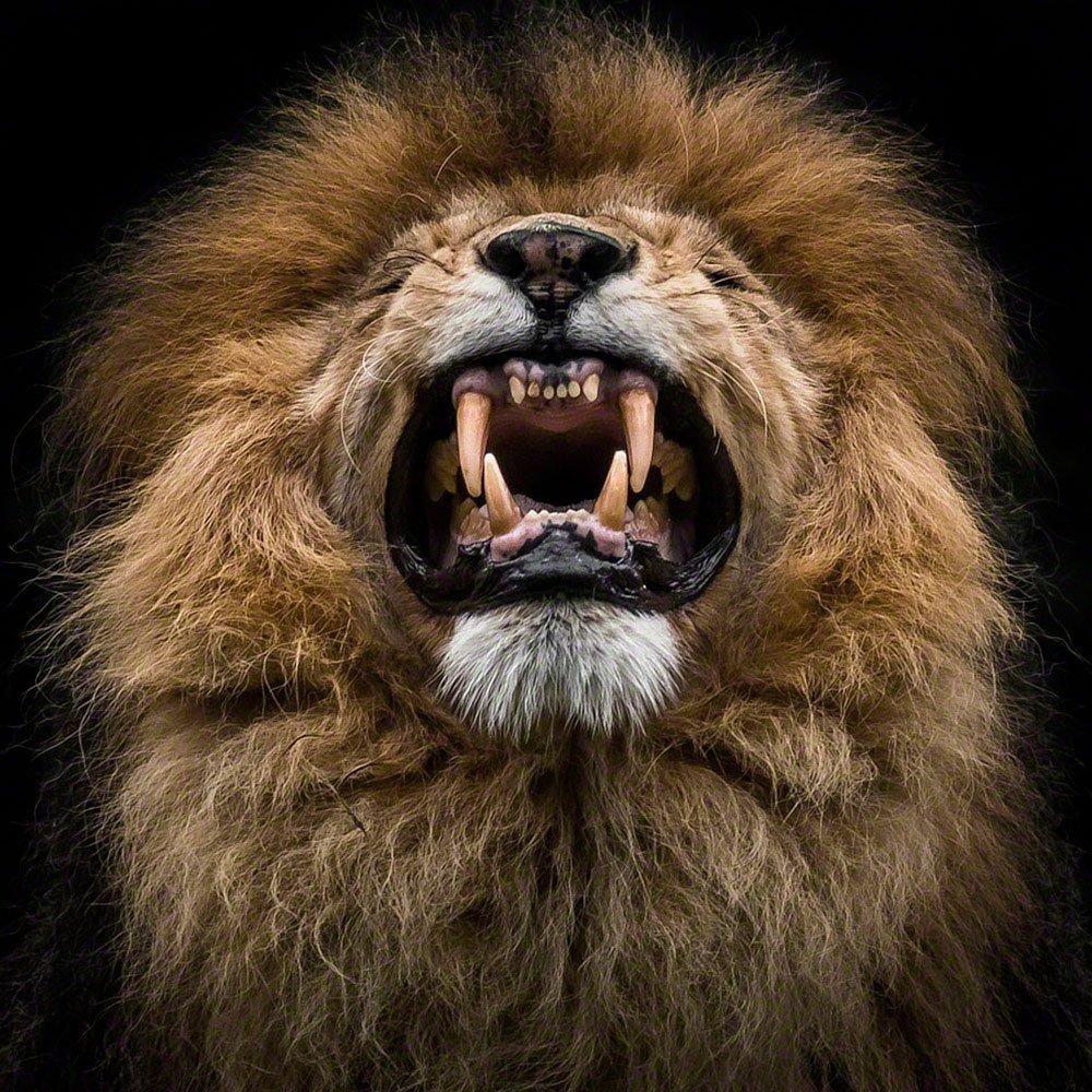 Рычащий Лев на черном фоне