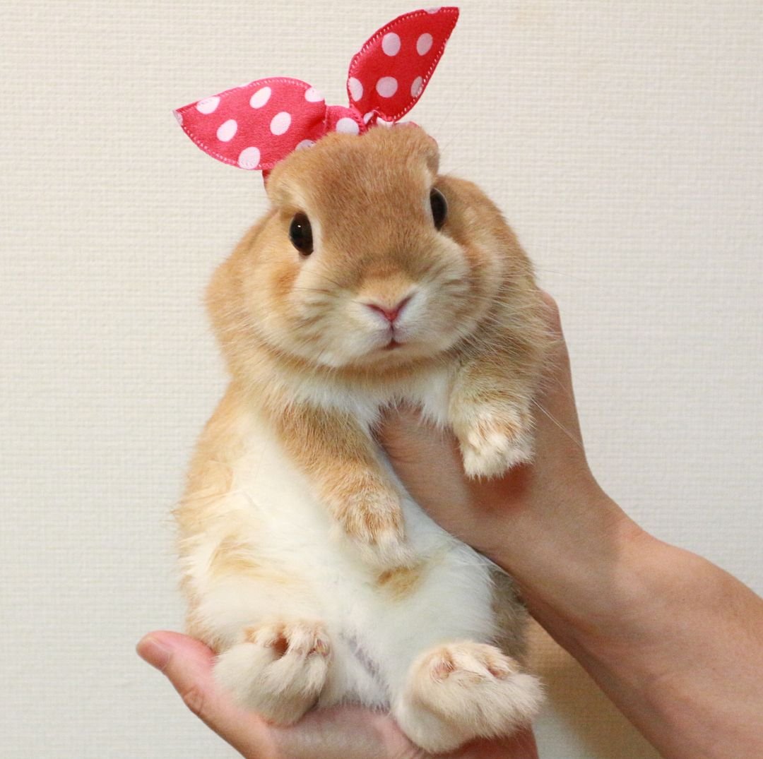 Кроличьи лапки милые
