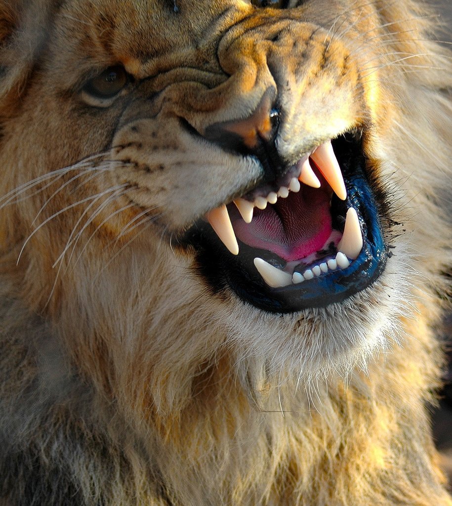 Лев рычит