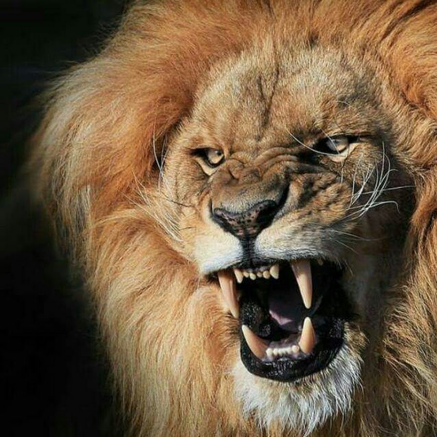 Львица оскал