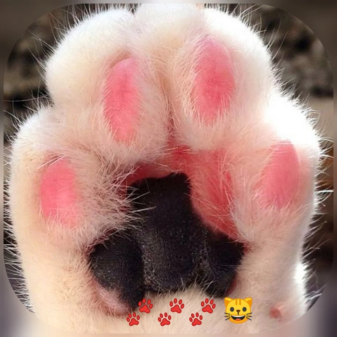 С добрым утром кролик