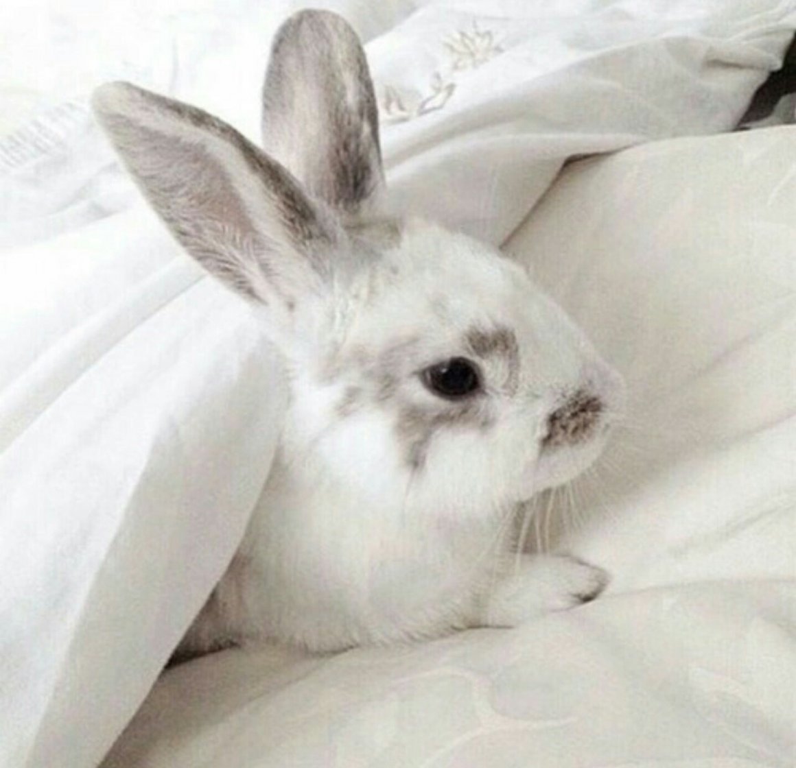 Кошачья лапка