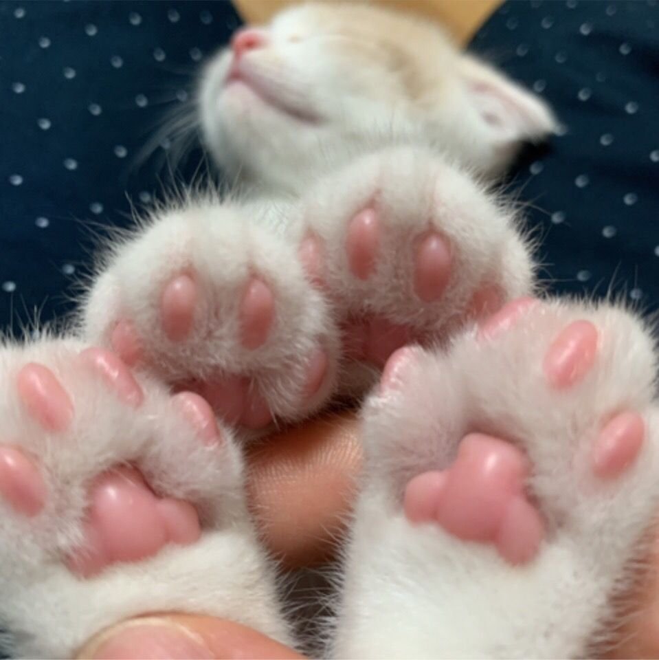Милые кошачьи лапки
