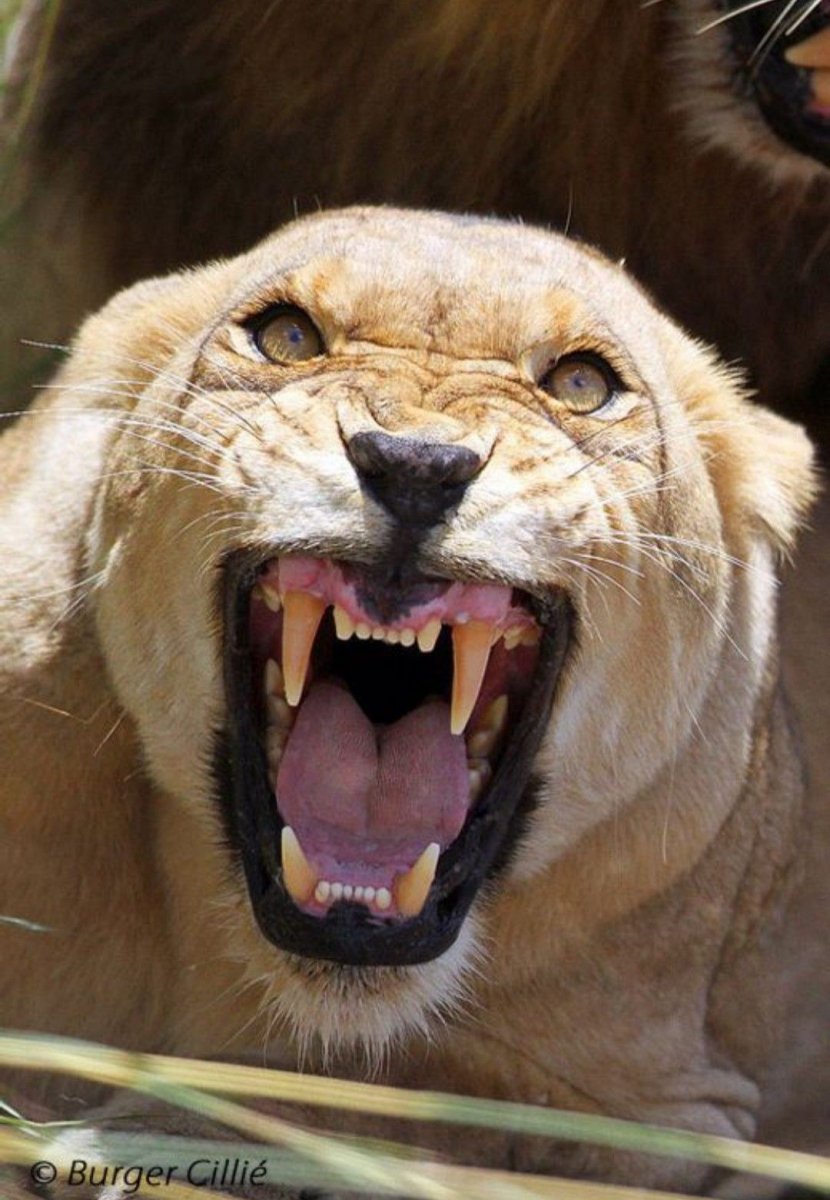 Свирепый Лев