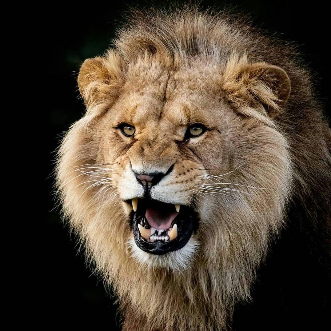 Саблезубый тигр и Лев