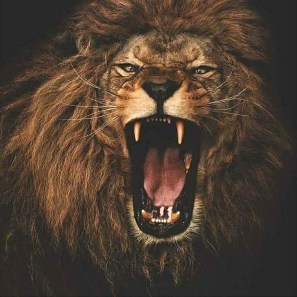 Морда Льва оскал