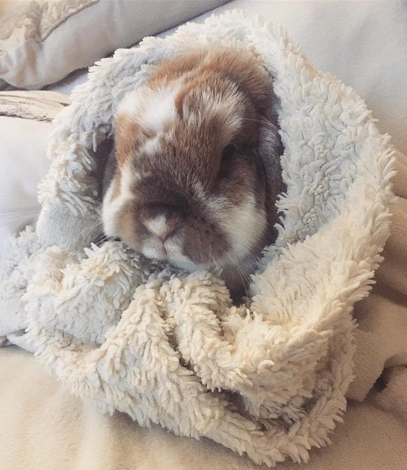 Кролик Пинтерест