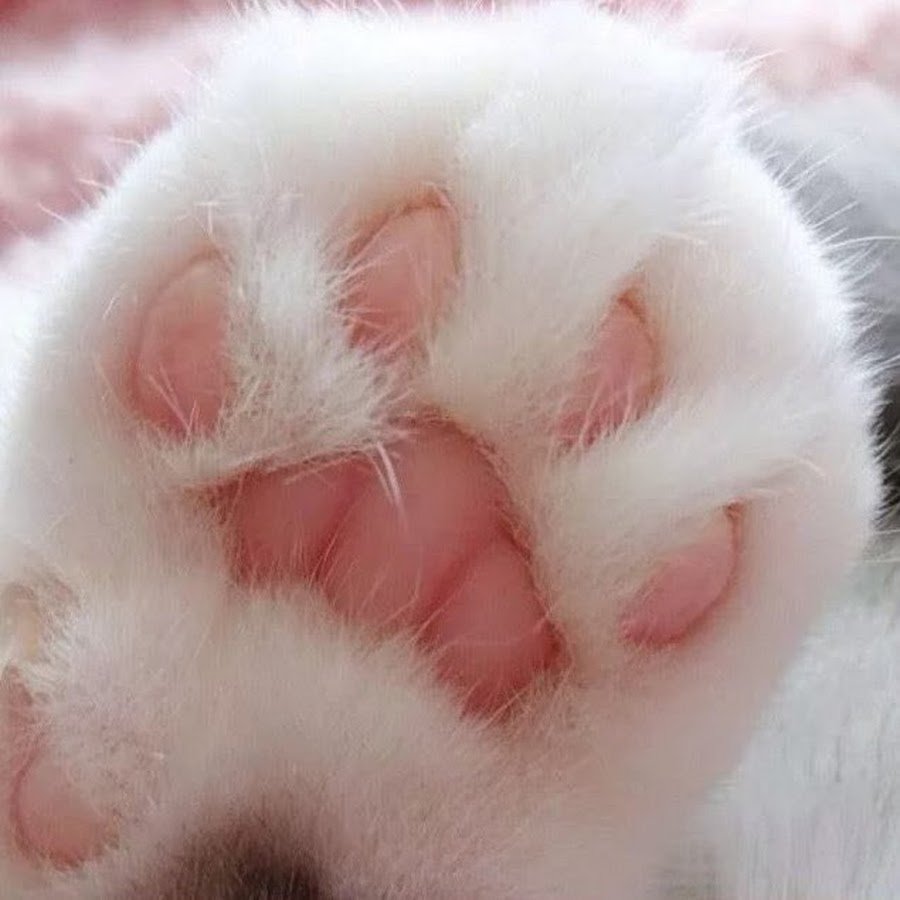 Кошачья лапа