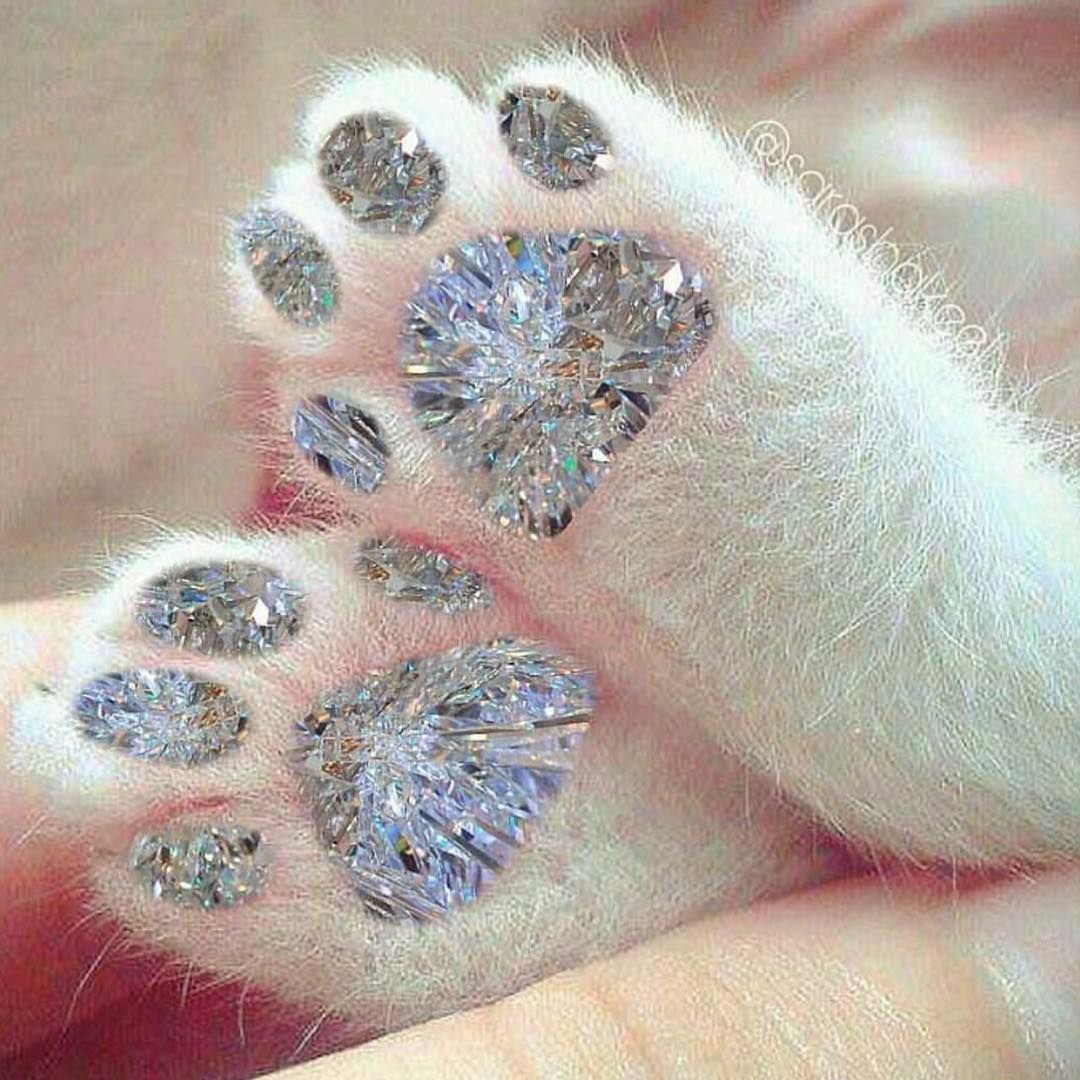 Эстетика кошачьих лапок