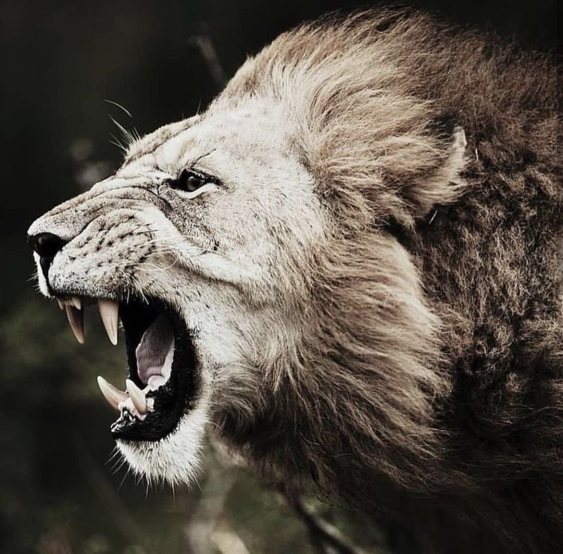 Лев оскал