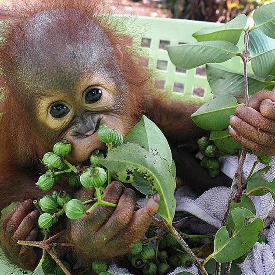 Грустная обезьянка