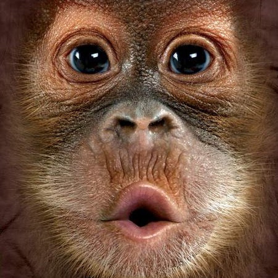 Прикольные обезьяны