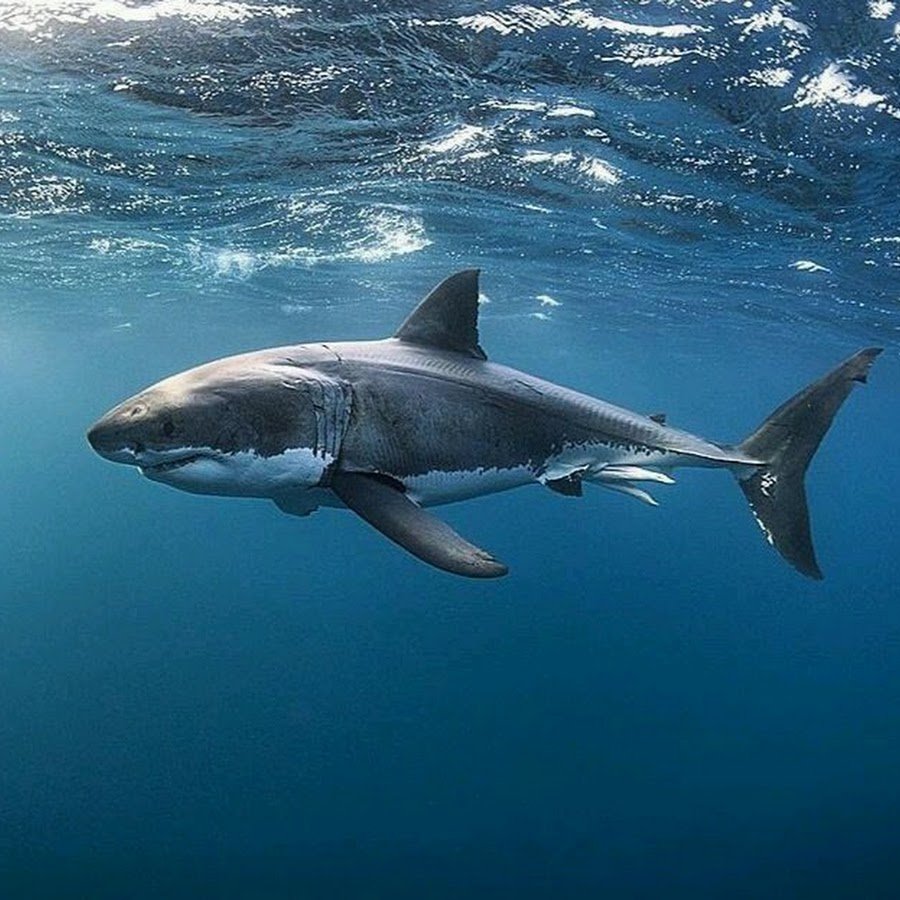 Акула в море