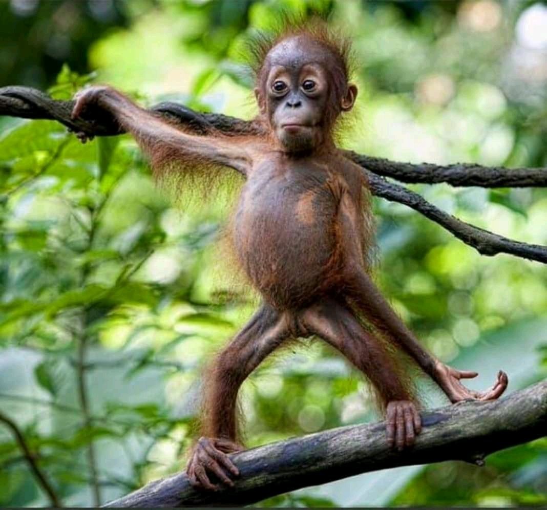 Две обезьяны