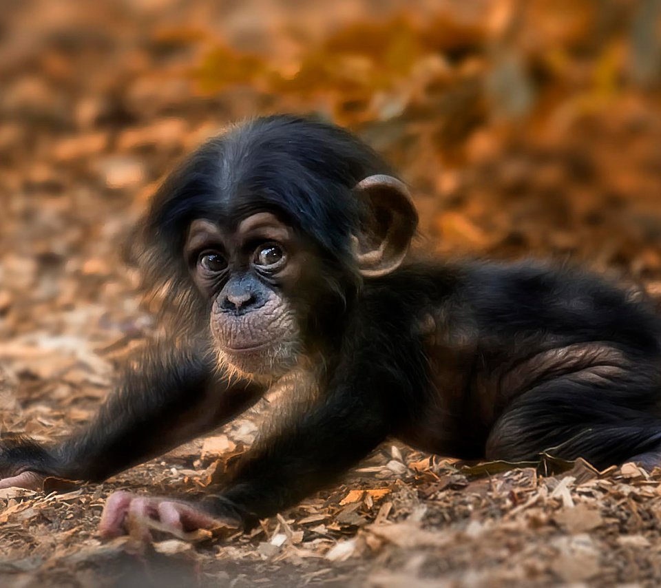Забавные маленькие обезьянки