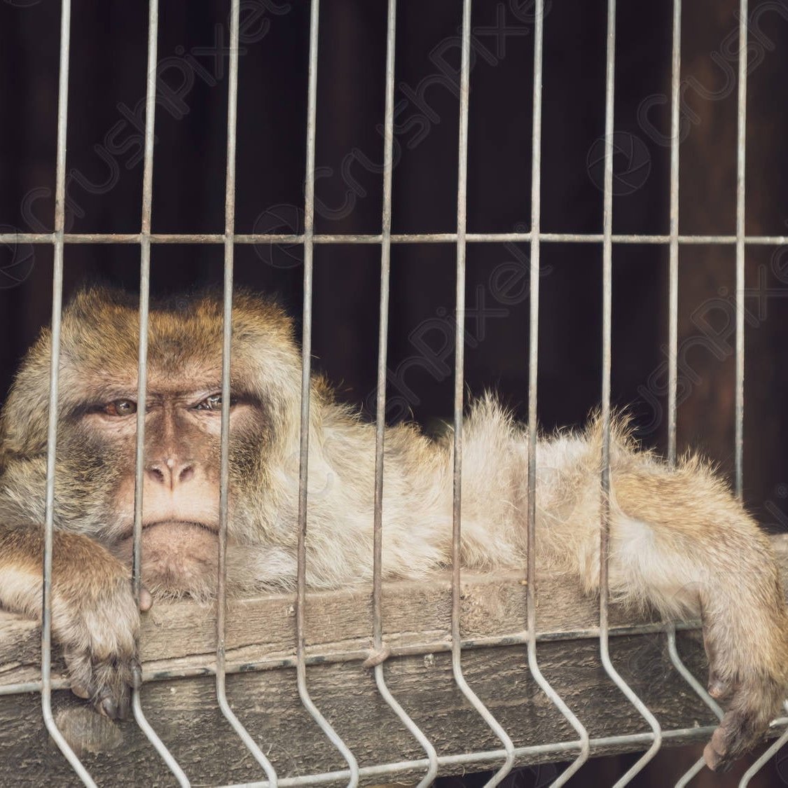 Грустная обезьянка для детей