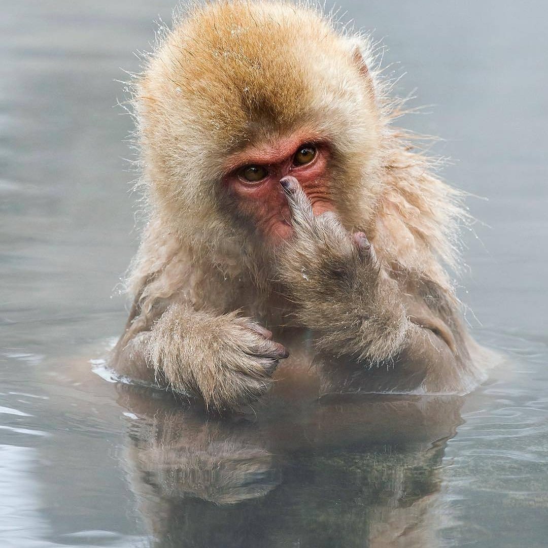 Грустная обезьянка