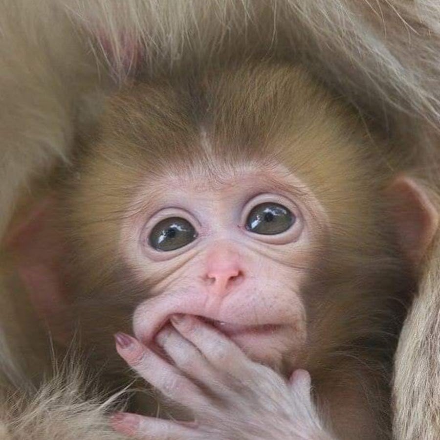 Обезьяна грустит