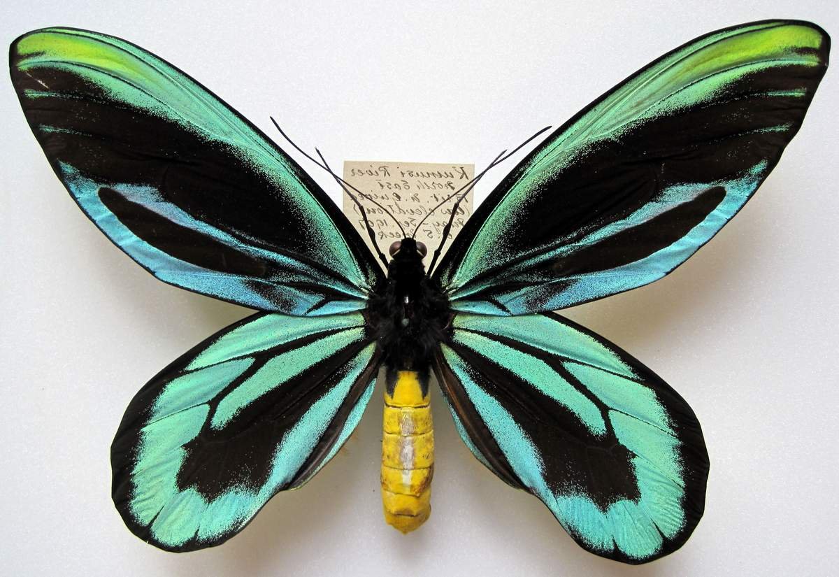 Птицекрылка королевы Александры