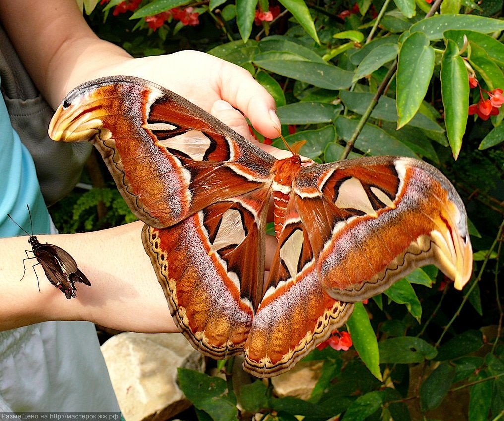 Павлиноглазка атлас Attacus Atlas