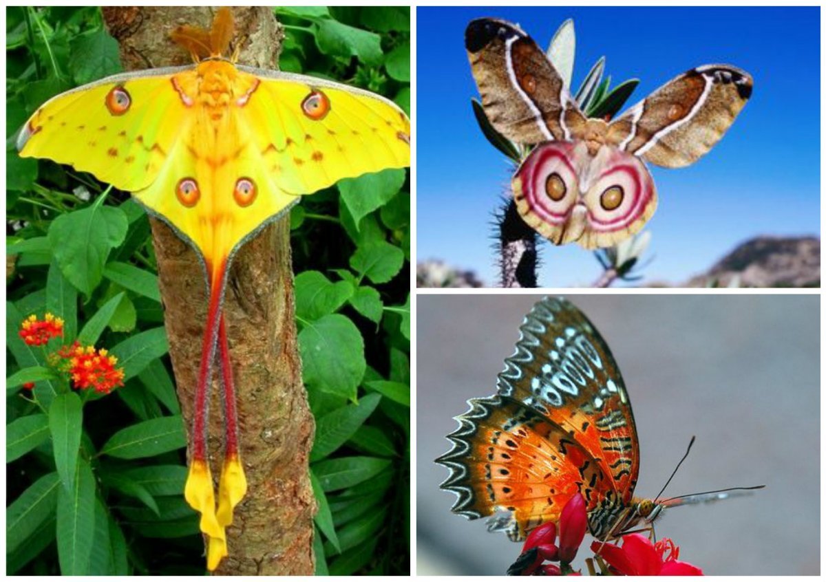 Самая редкая бабочка на земле