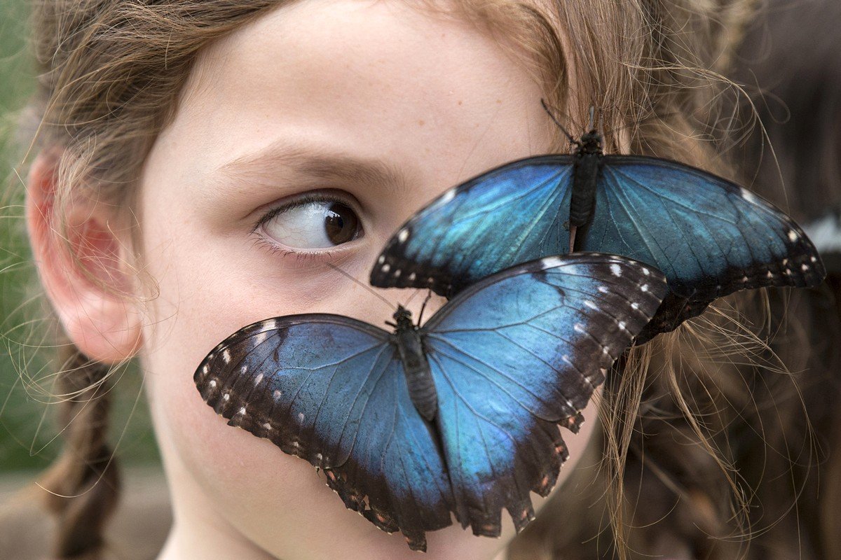 Лицо бабочки