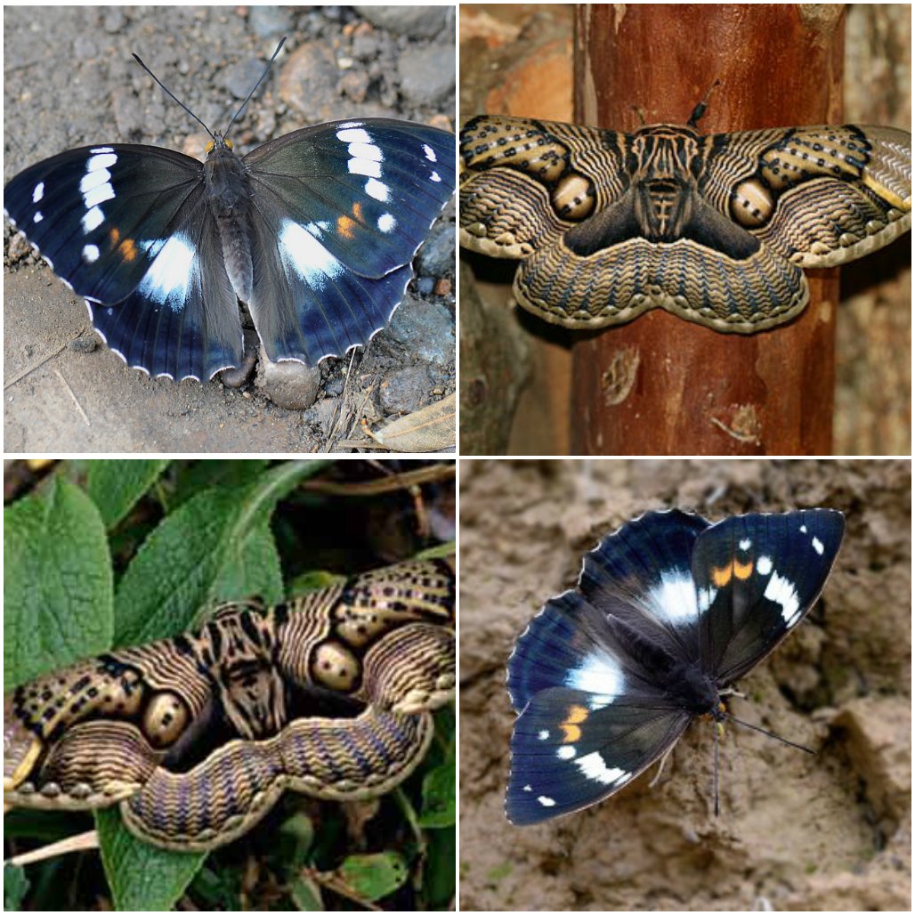 Редкие виды бабочек