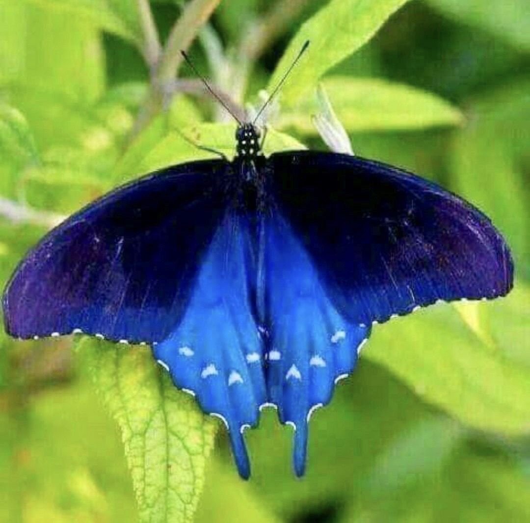 Черно синяя бабочка. Хвостоносец Маака бабочка. Махаон Маака бабочка Хвостоносец. Махаон Маака бабочка. Парусник Маака синий Махаон.