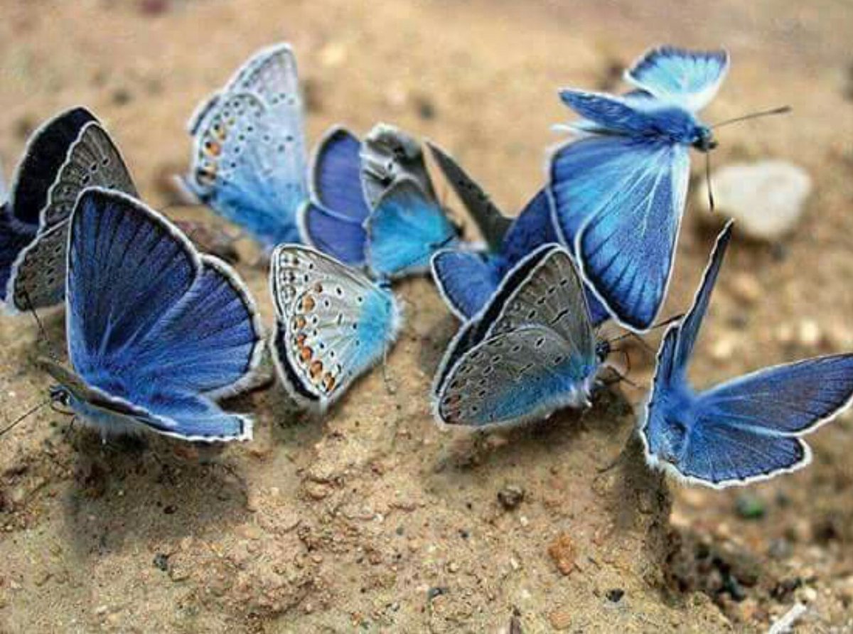 Калифорнийский синий Махаон